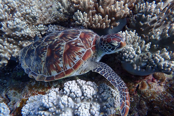 Okinawa Ishigaki Phantom Island and Blue Cave Snorkeling