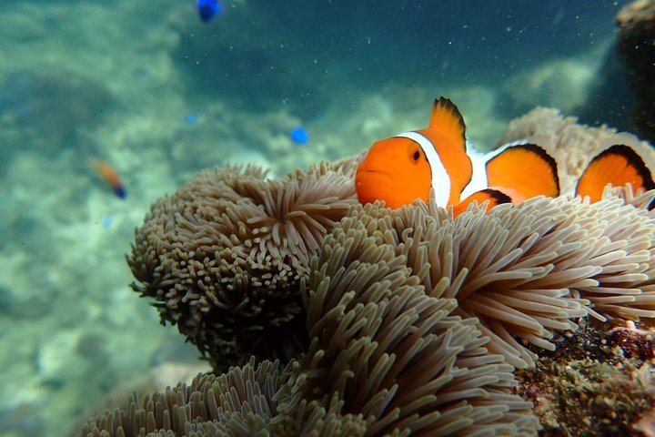 Okinawa Ishigaki Phantom Island and Blue Cave Snorkeling