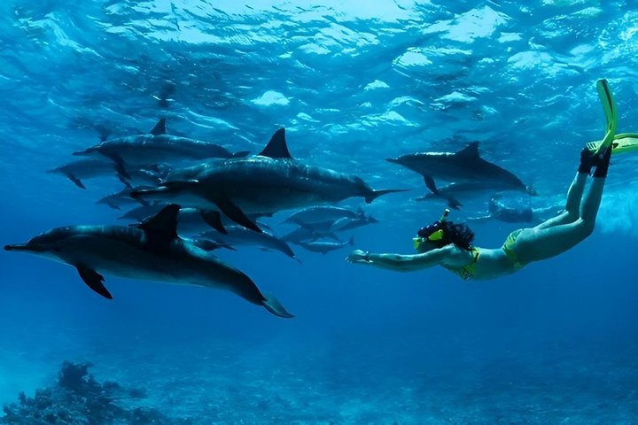 Full-Day Northern Zanzibar Snorkeling, Turtles and Sunset