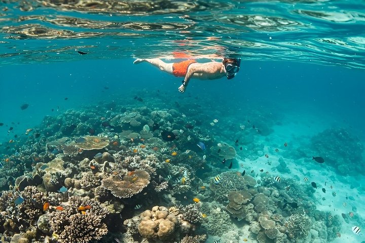 Full-Day Northern Zanzibar Snorkeling, Turtles and Sunset