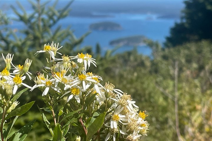 Narrated Bus Tour of Bar Harbor and Acadia National Park