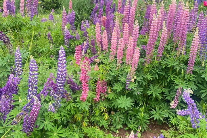 Prince Edward Island Private Tour: Culture Costal and Local Life