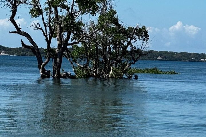 1 Day Wasini Dolphin Tour From Diani Beach