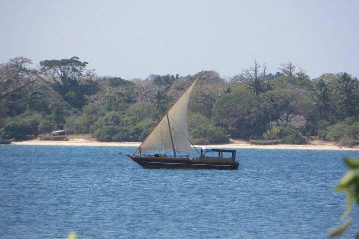 1 Day Wasini Dolphin Tour From Diani Beach