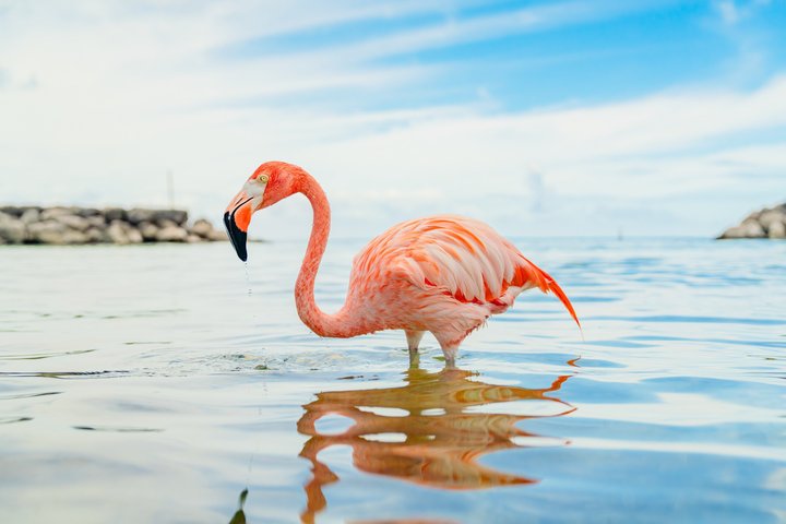 Aruba De Palm Island All Inclusive Day Trip with Transport
