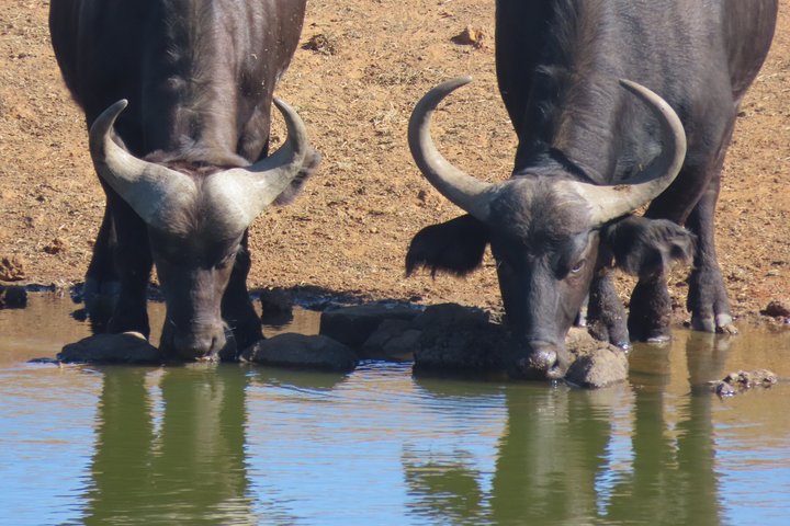 3 Day Kruger National Park Safari & Panorama Route