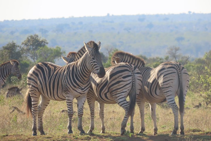 3 Day Kruger National Park Safari & Panorama Route