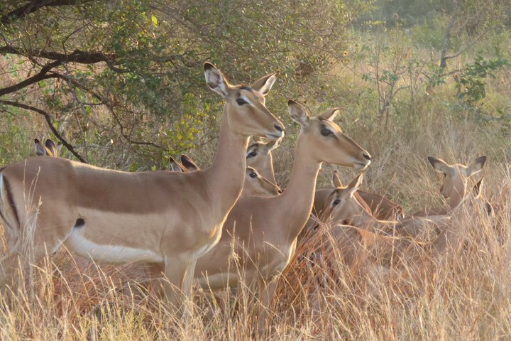 3 Day Kruger National Park Safari & Panorama Route