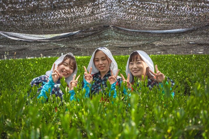 Experience Matcha Culture and Miso Brewery Tour in Nishio