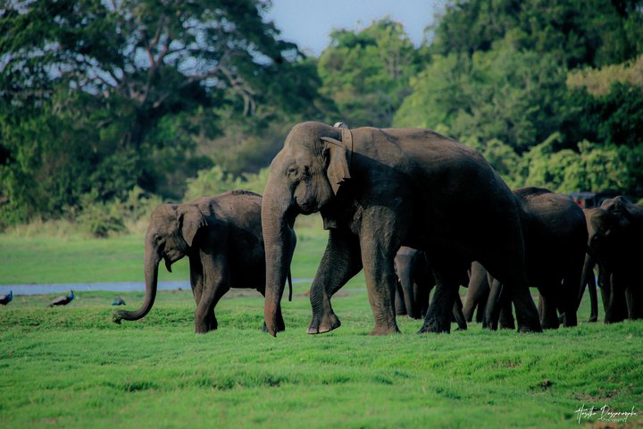 Minneriya National Park Half Day Private Safari With Expert Guide