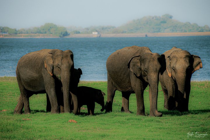 Minneriya National Park Private Jeep Safari with Expert Guide