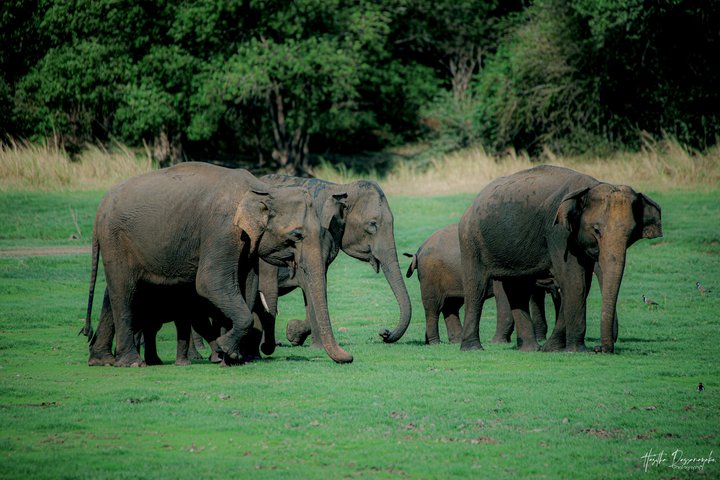 Minneriya National Park Private Jeep Safari with Expert Guide