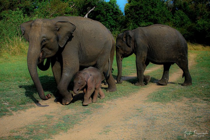 Minneriya National Park Half Day Private Safari With Expert Guide