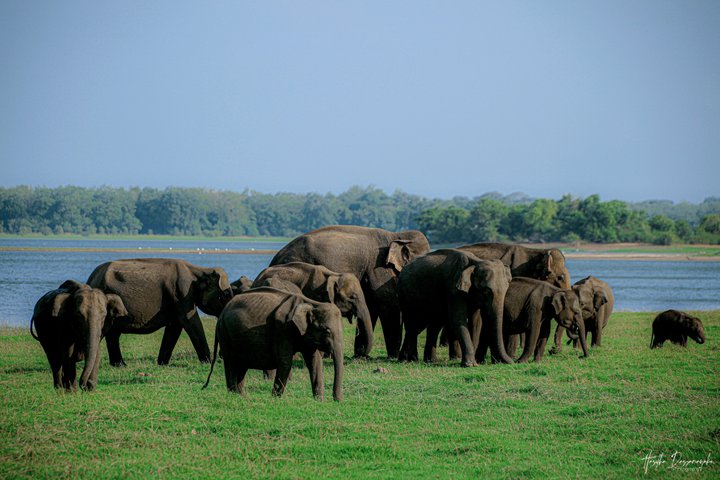 Minneriya National Park Half Day Private Safari With Expert Guide