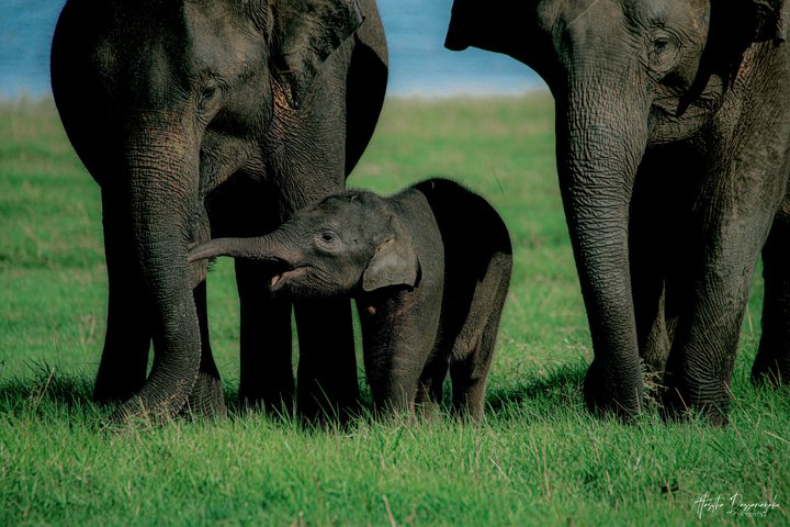 Minneriya National Park Private Jeep Safari with Expert Guide