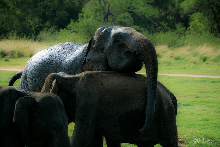 Minneriya National Park Private Jeep Safari with Expert Guide