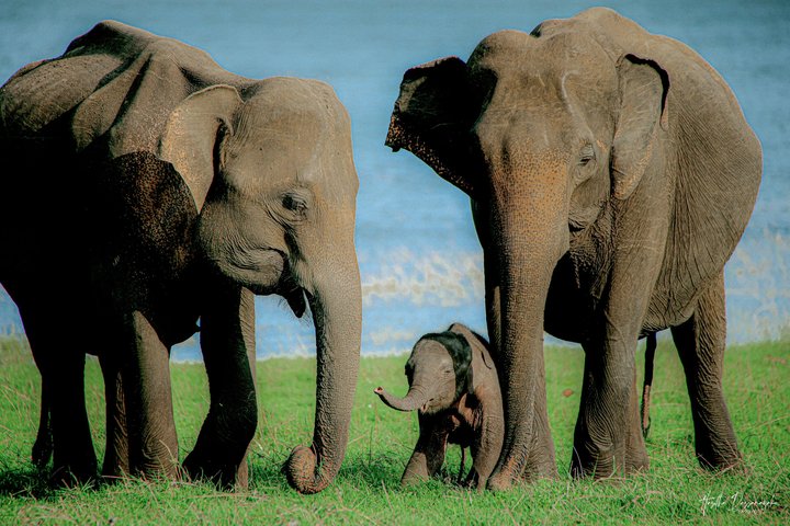 Minneriya National Park Private Jeep Safari with Expert Guide
