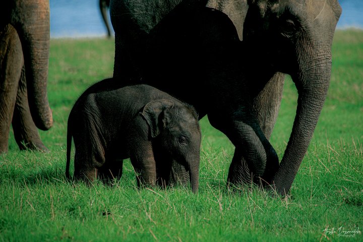 Minneriya National Park Half Day Private Safari With Expert Guide