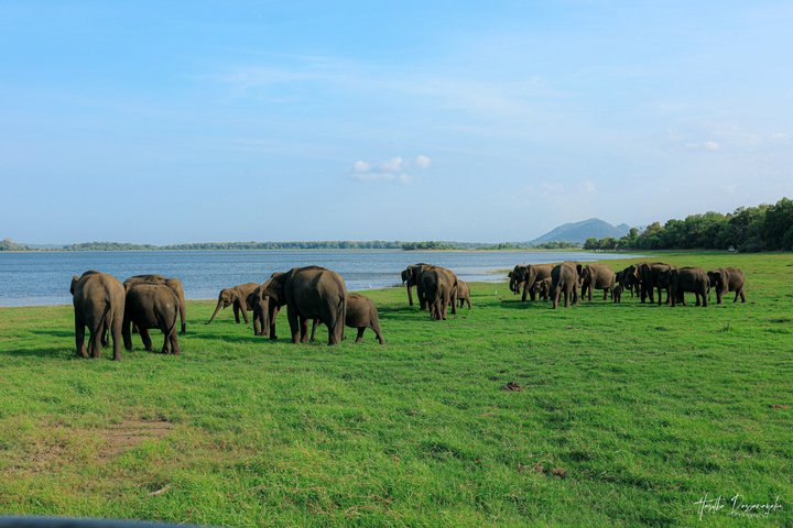 Minneriya National Park Half Day Private Safari With Expert Guide