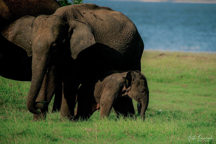 Minneriya National Park Half Day Private Safari With Expert Guide
