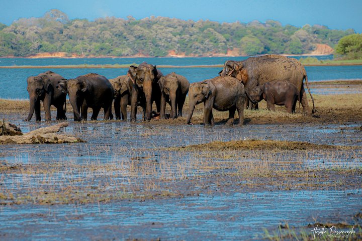 Minneriya National Park Private Jeep Safari with Expert Guide