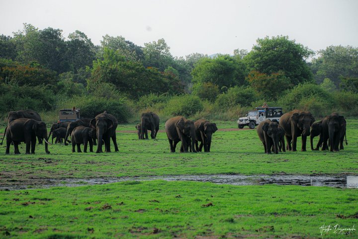 Minneriya National Park Private Jeep Safari with Expert Guide