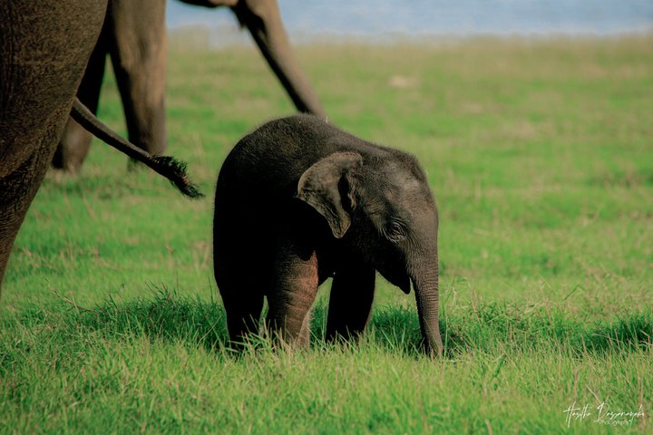 Minneriya National Park Private Jeep Safari with Expert Guide