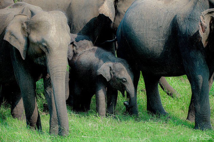 Minneriya National Park Private Jeep Safari with Expert Guide