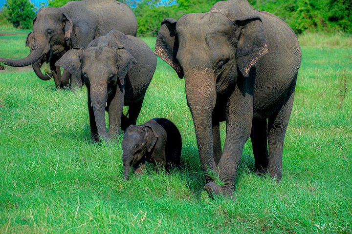 Minneriya National Park Private Jeep Safari with Expert Guide