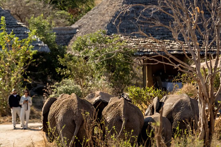 2-Day Zanzibar to Mikumi Safari by SGR Train