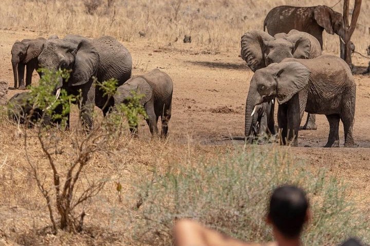 2-Day Zanzibar to Mikumi Safari by SGR Train