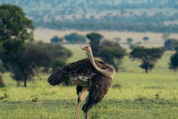 2-Day Zanzibar to Mikumi Safari by SGR Train