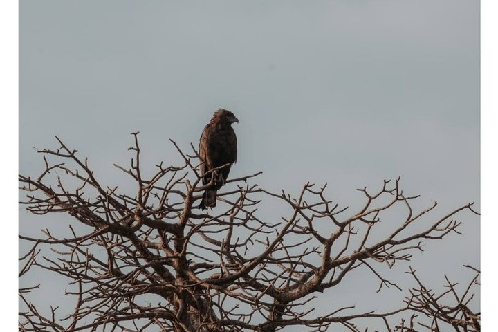 2-Day Zanzibar to Mikumi Safari by SGR Train
