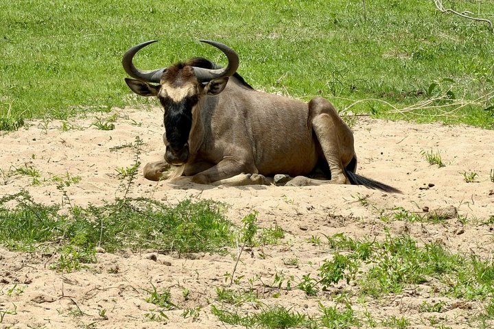 2-Day Zanzibar to Mikumi Safari by SGR Train