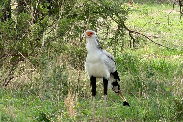 2-Day Zanzibar to Mikumi Safari by SGR Train