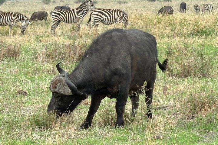 2-Day Zanzibar to Mikumi Safari by SGR Train