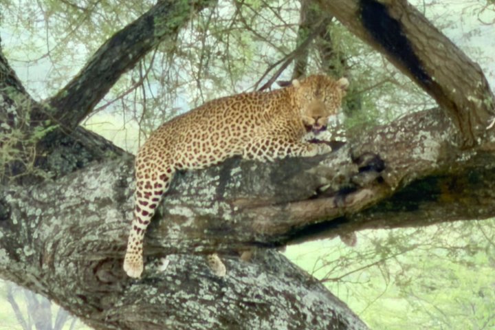 2-Day Zanzibar to Mikumi Safari by SGR Train