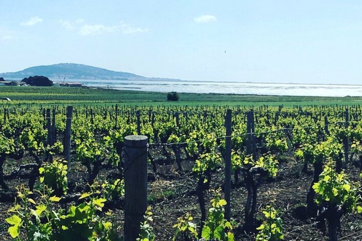 Private Half-Day Languedoc Wine Tour from Cap d'Agde