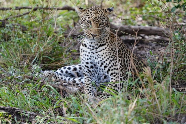 2-Day Zanzibar to Mikumi Safari by SGR Train