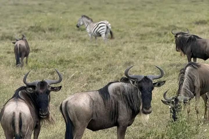 2-Day Zanzibar to Mikumi Safari by SGR Train