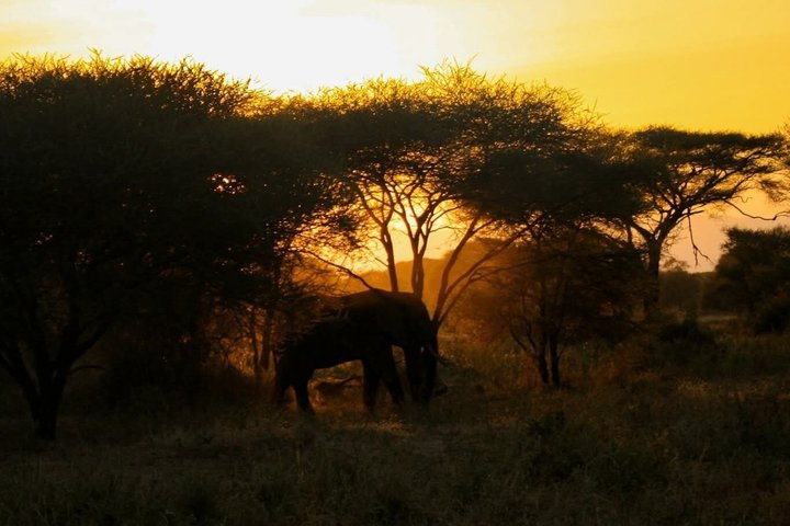 2-Day Zanzibar to Mikumi Safari by SGR Train