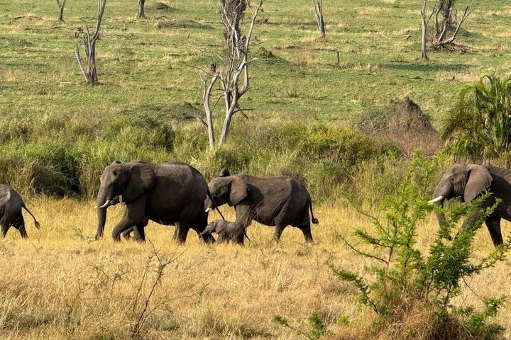 2-Day Zanzibar to Mikumi Safari by SGR Train