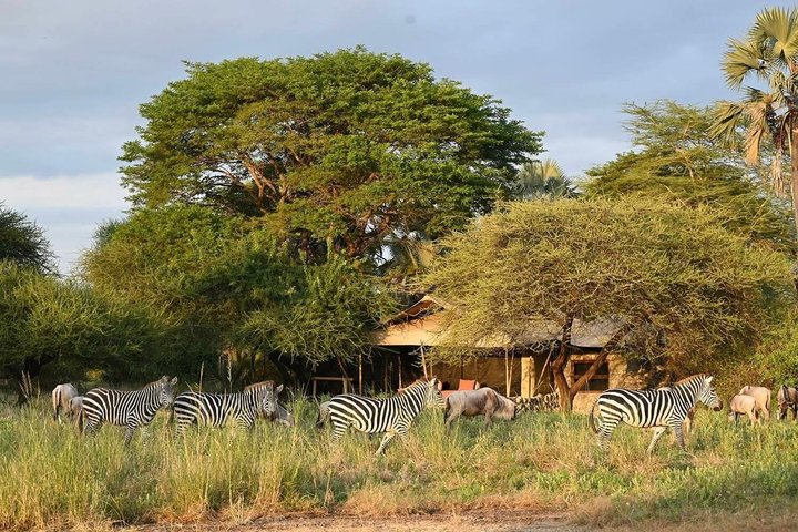 2-Day Zanzibar to Mikumi Safari by SGR Train