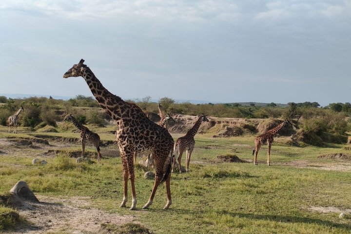 2-Day Zanzibar to Mikumi Safari by SGR Train