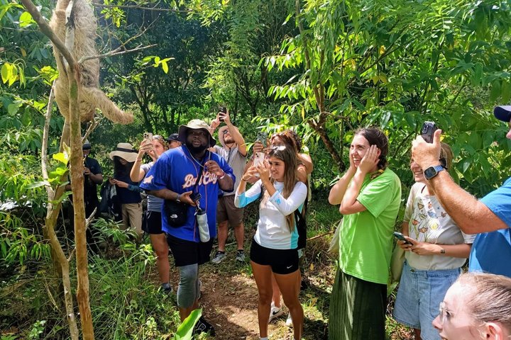 Rio Celeste, Sloth Watching & Waterfall Rainforest Experience