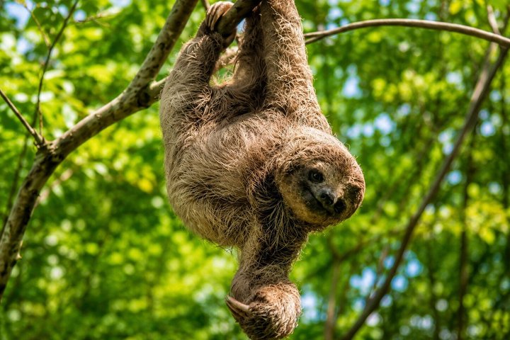 Sloth Watching , Coffee, Chocolate & waterfall Experience