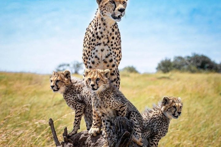 3 Days 2 Night Safari in Mikumi.