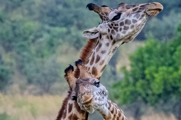 3 Days 2 Night Safari in Mikumi.
