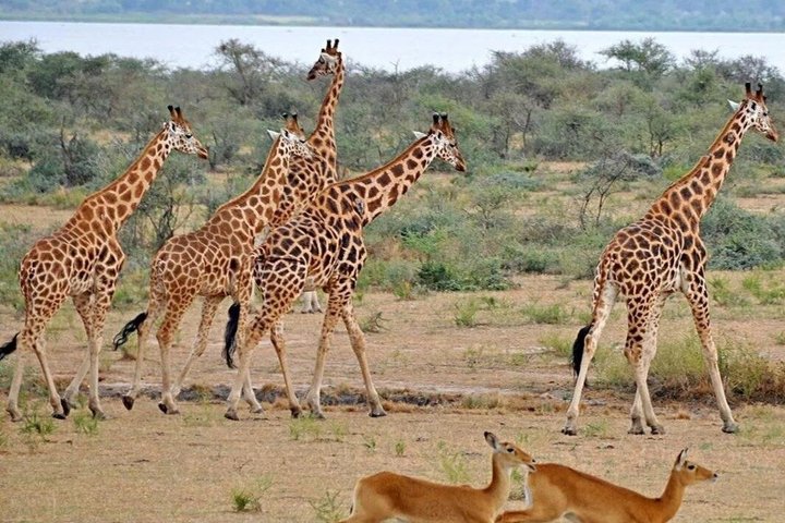 3 Days 2 Night Safari in Mikumi.