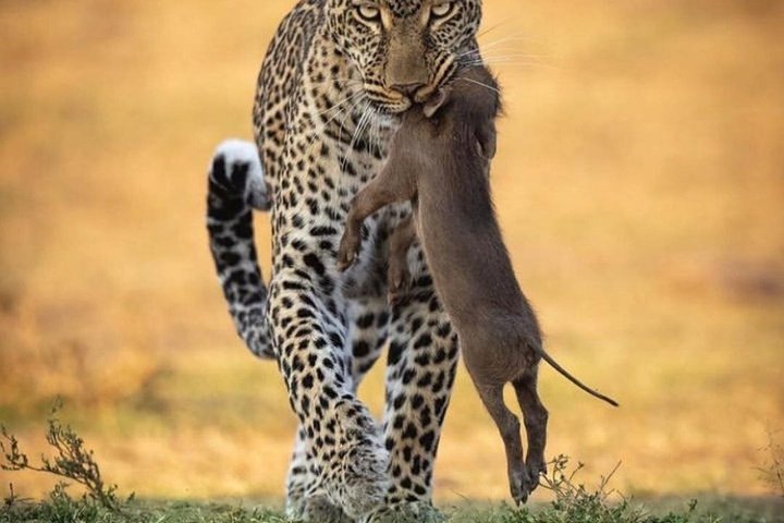 3 Days 2 Night Safari in Mikumi.